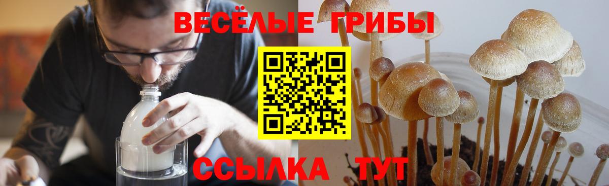 Псилоцибиновые грибы Psilocybine cubensis  Псилоцибиновые грибы Psilocybine cubensis  Асбест  Вход с VPN 